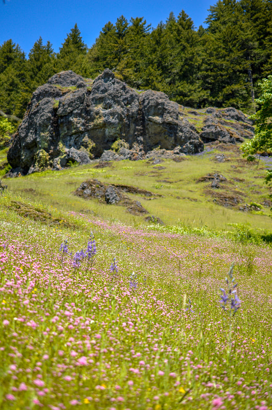 Blooming-hillside-of-wildflowers-Tire-Mountain