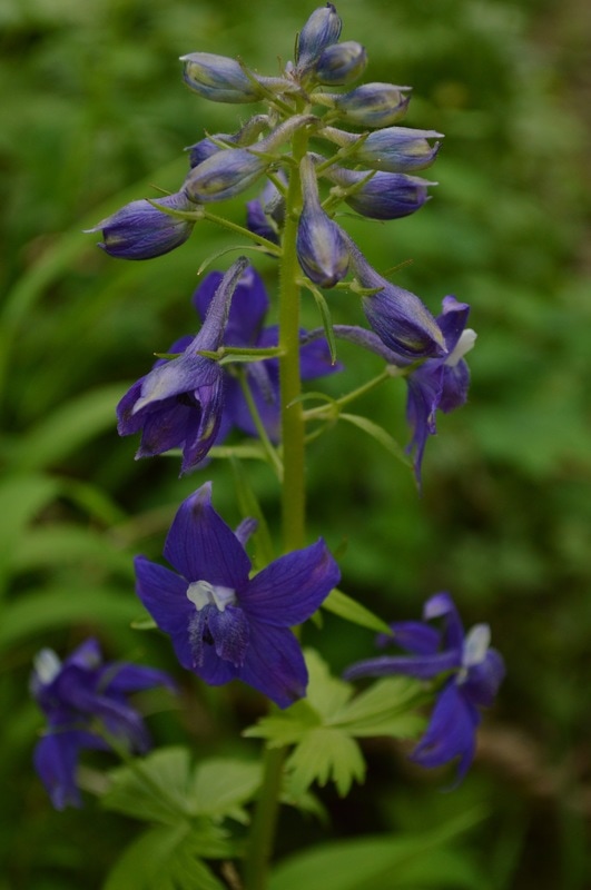 Blue Star flower Elijah Bristow State Park