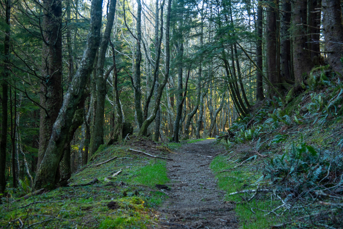 Cascade Head trail from the upper trailhead