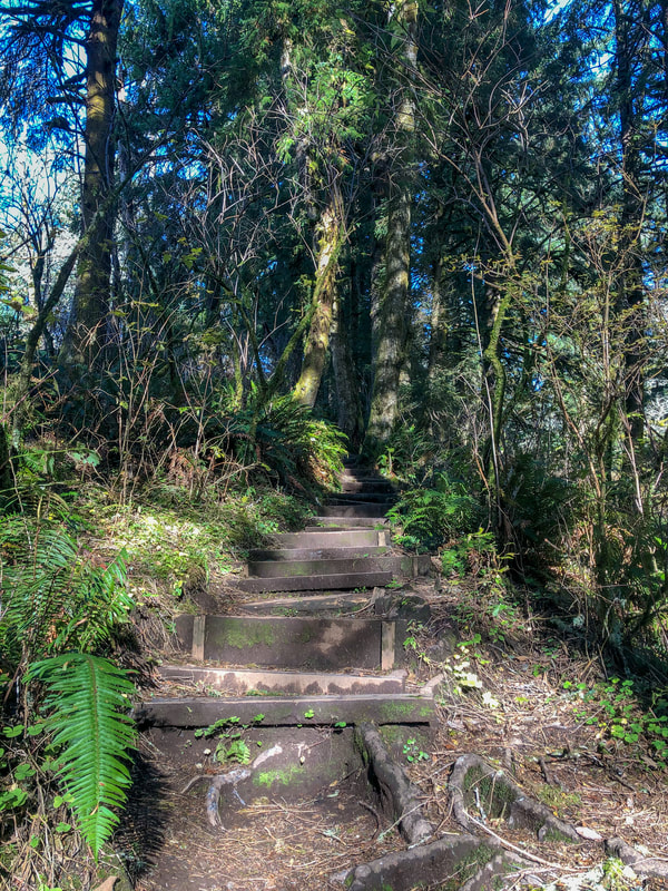 Cascade Head trail wooden stairs