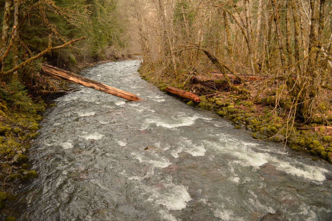 Cool-Creek-Middle-Fork-Willamette-Trail
