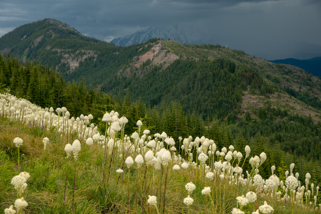 Coffin Mountain bear grass super bloom