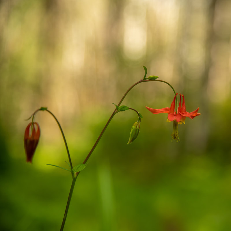 western columbine on the Deception Butte Trail