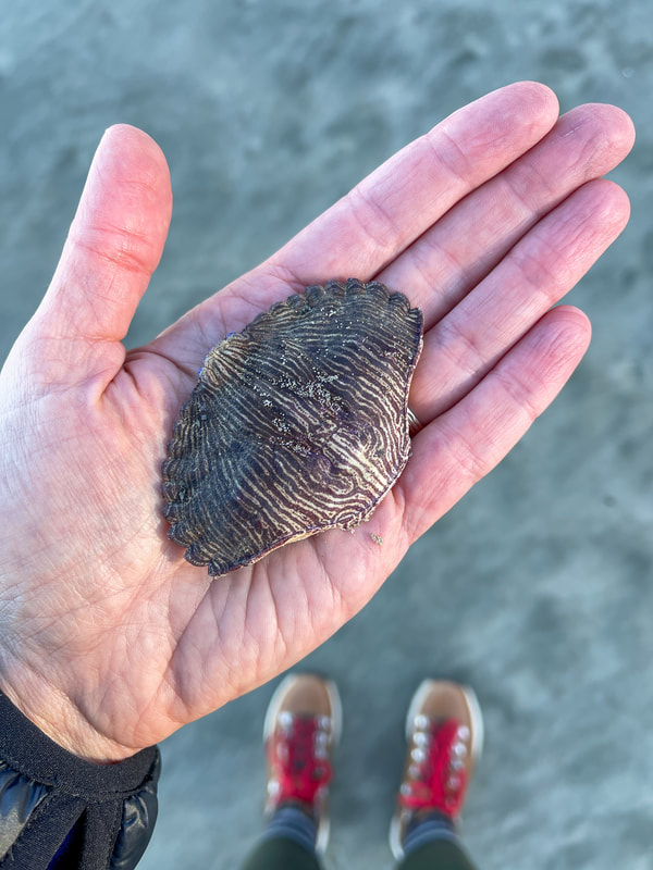 crab shell at Hobbit Beach