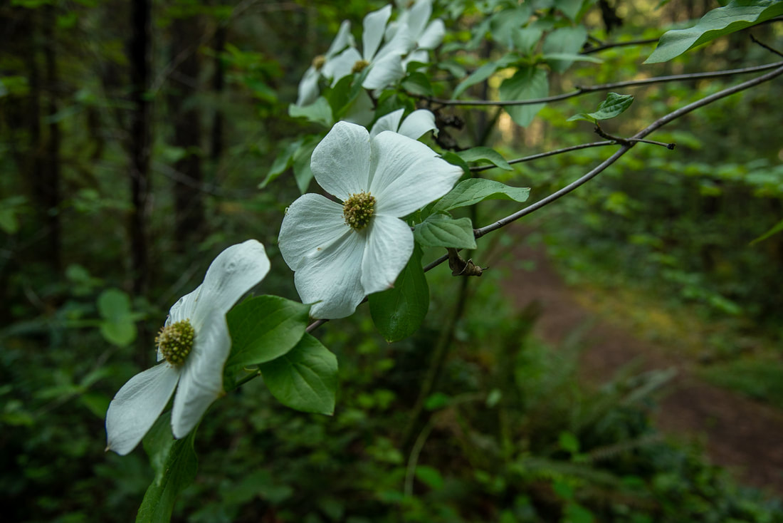 Dogwood tree flowering on the Deception Butte Trail