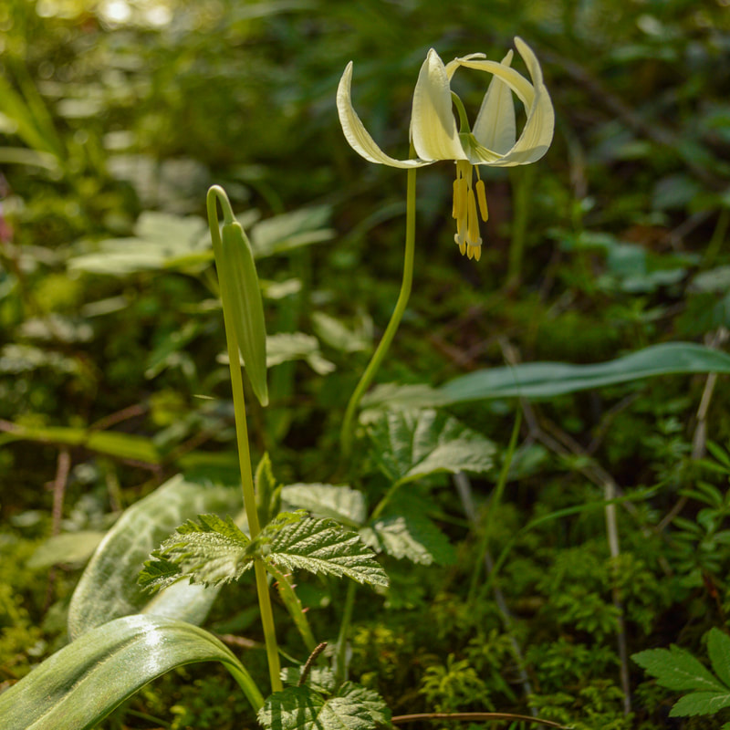 Oregon fawn lily along the Ridgeline Trail