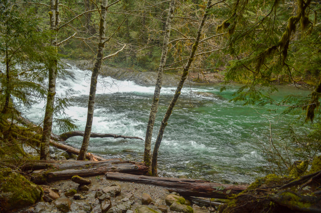 Fishing in the Little North Santiam River along the Opal Creek hiking trail