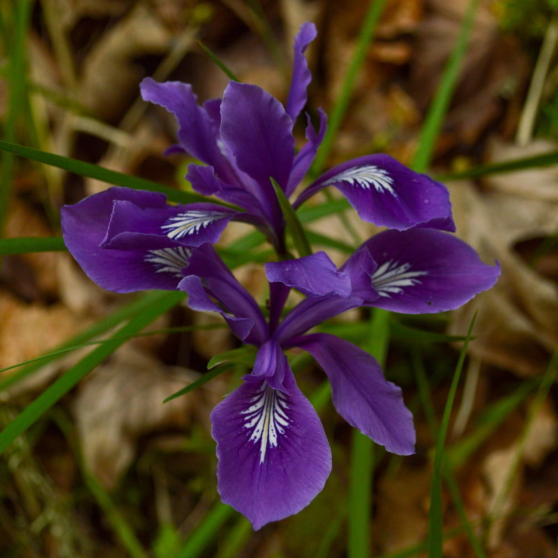 wild iris blooming at Mount Pisgah Arboretum