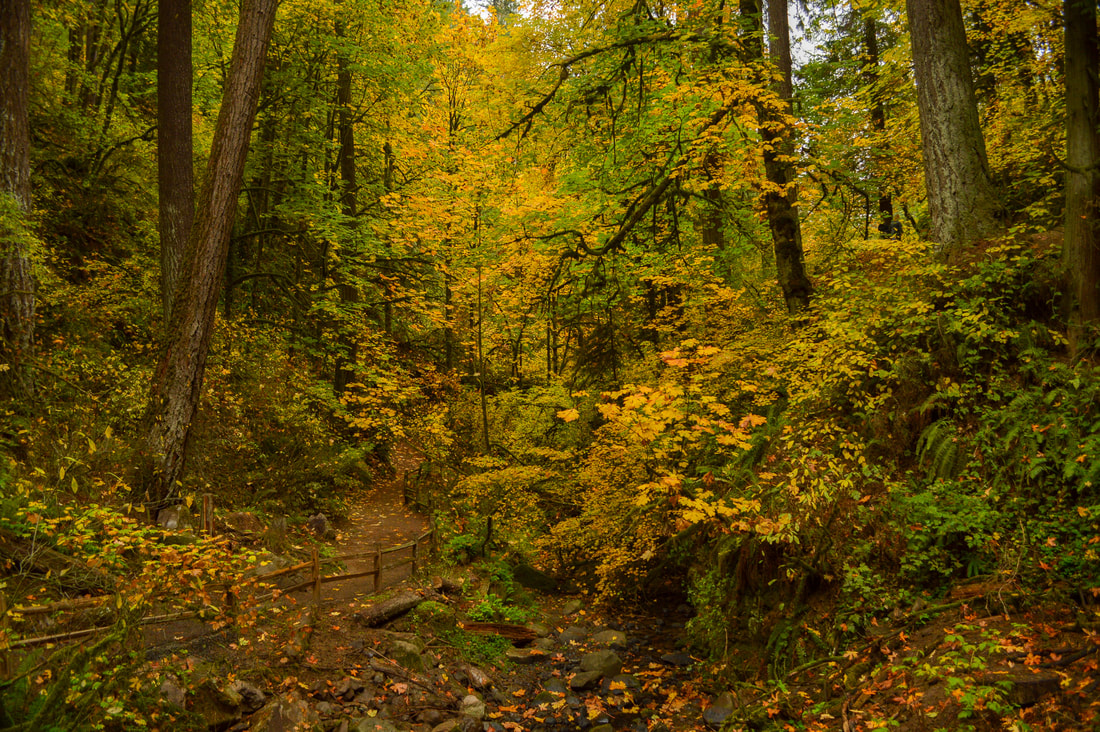Forest Park top Oregon fall hikes