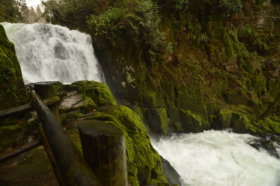 Sweet Creek Falls, Oregon Coast waterfall hikes