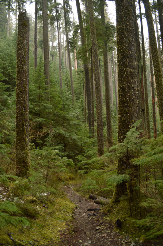 The Opal Creek hiking trail has many large old growth trees