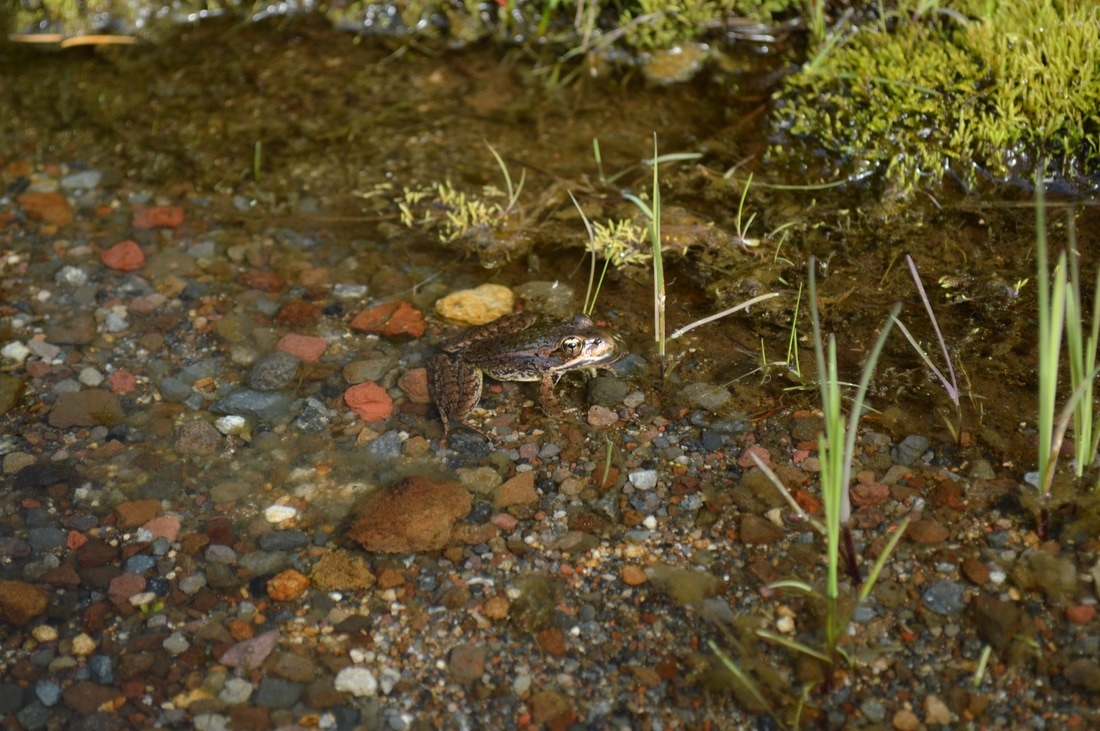 frog in Mesa Spring