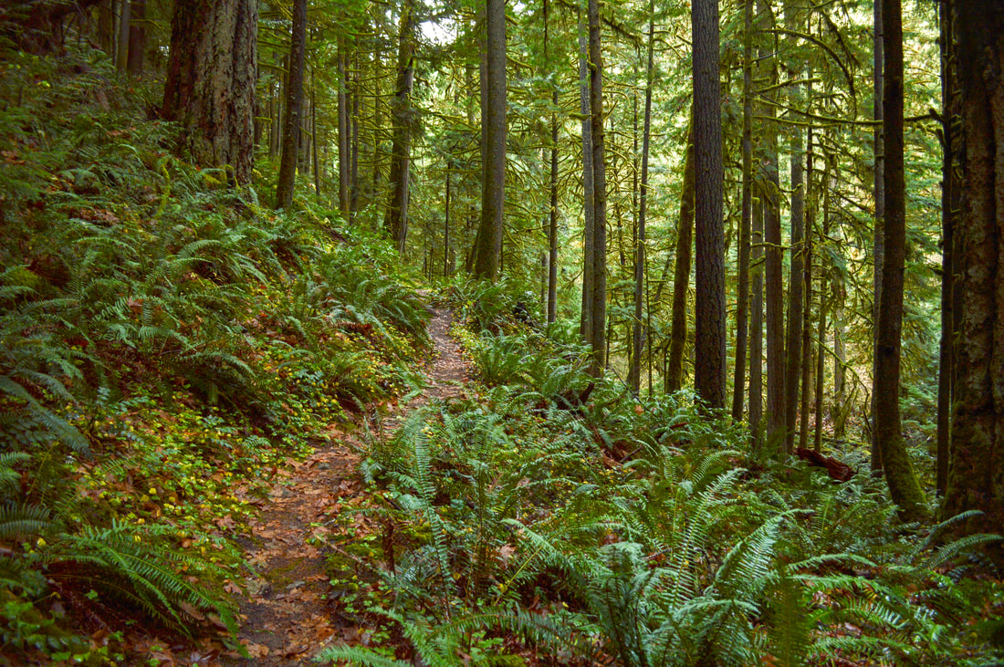 Deception Butte Trail through the woods towards Deception Creek