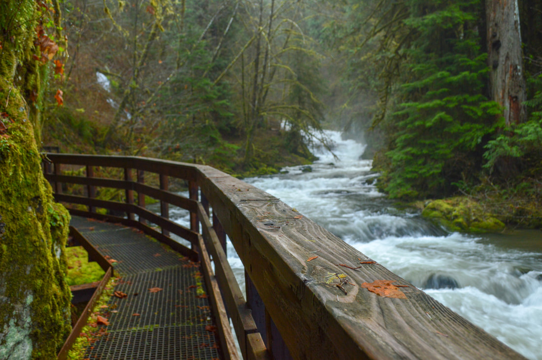 Sweet Creek Falls trail best waterfall hikes at the Oregon Coast