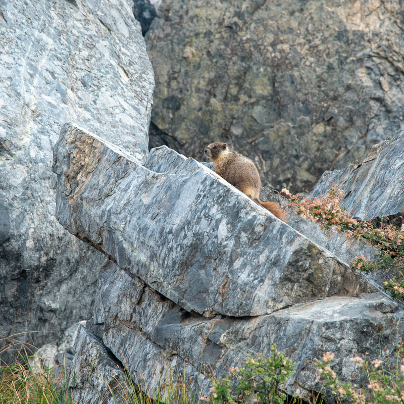 Marmot at Rae Lakes John Muir Trail