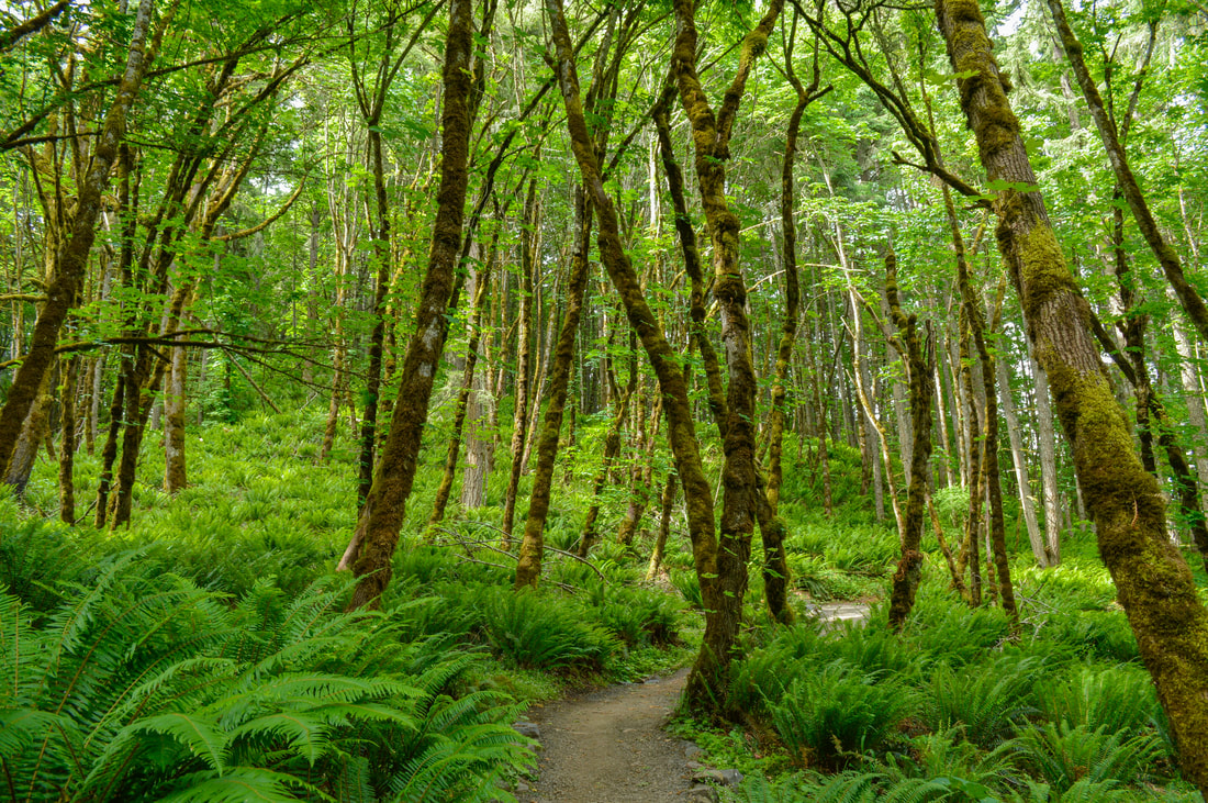 Ridgeline Trail through large ferns