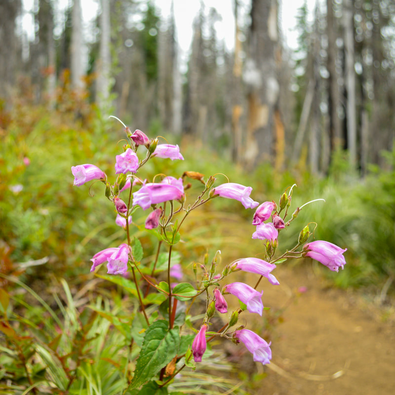 Penstemon Oregon wildflower