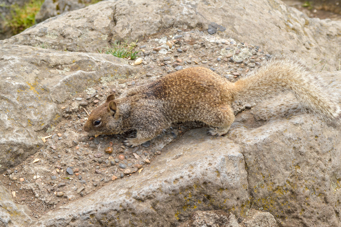 Squirrel on Spencer Butte summit