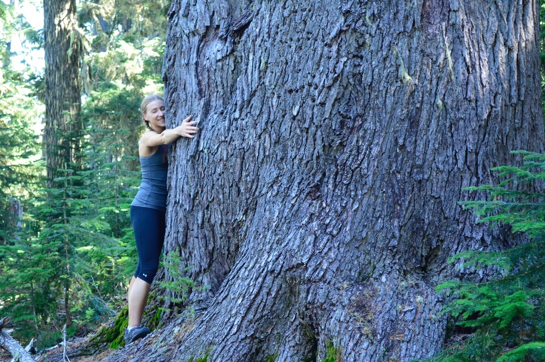 Huge old growth trees along the South Waldo Lake trail