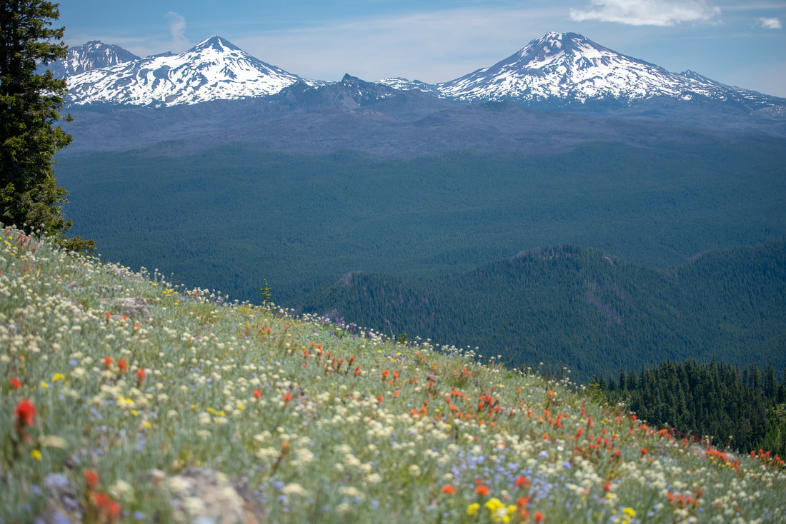 Wildflowers at Horsepasture Mountain Top Oregon summer hikes