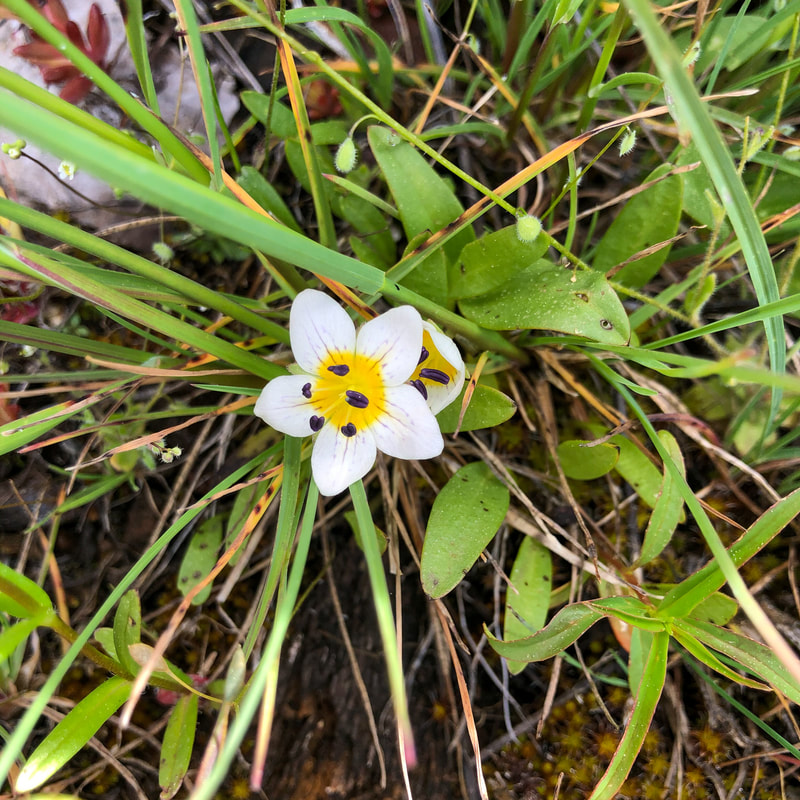 Dwarf hesperochiron Oregon wildflower