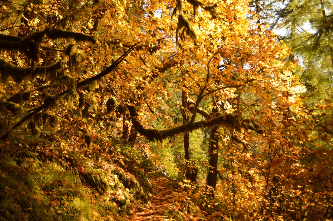 Fall leaves Brice Creek Trail