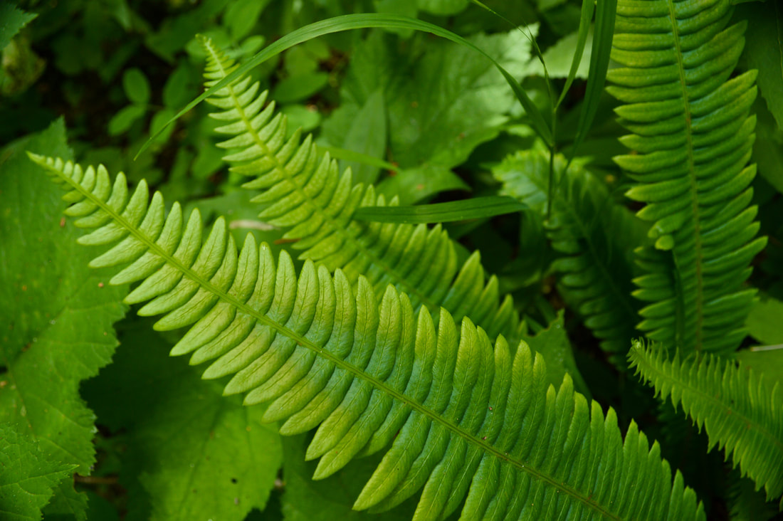 Ferns along the Crescent Mountain trail