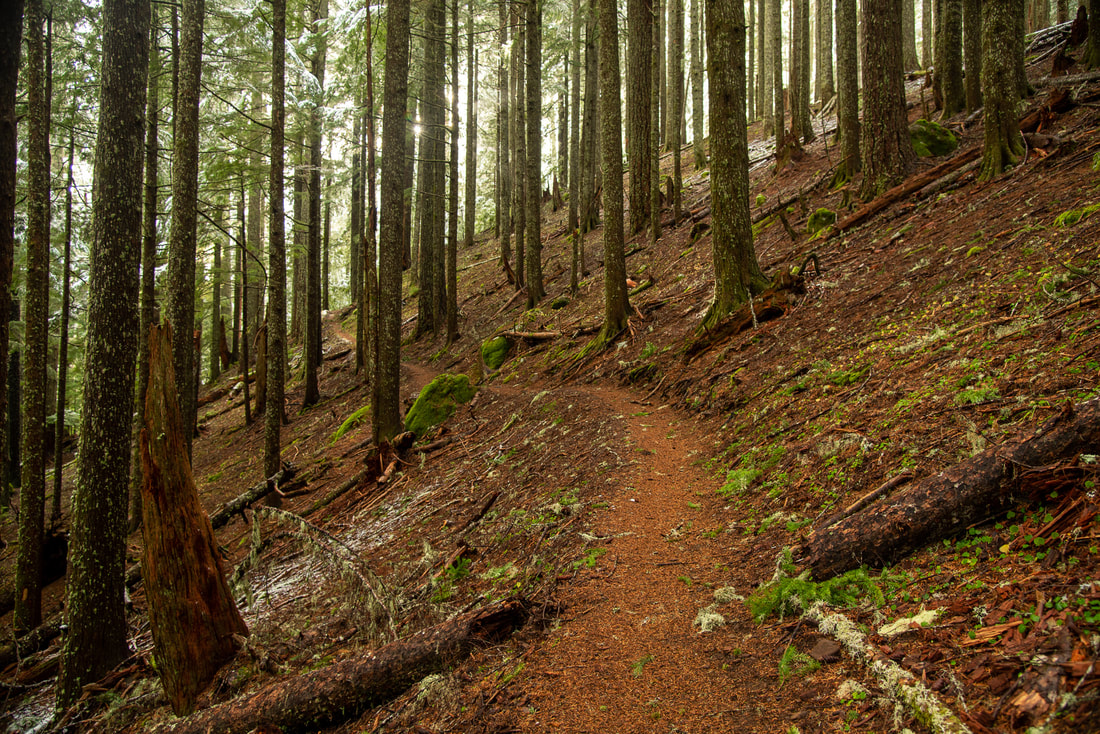 Forest Marys Peak North Ridge Trail