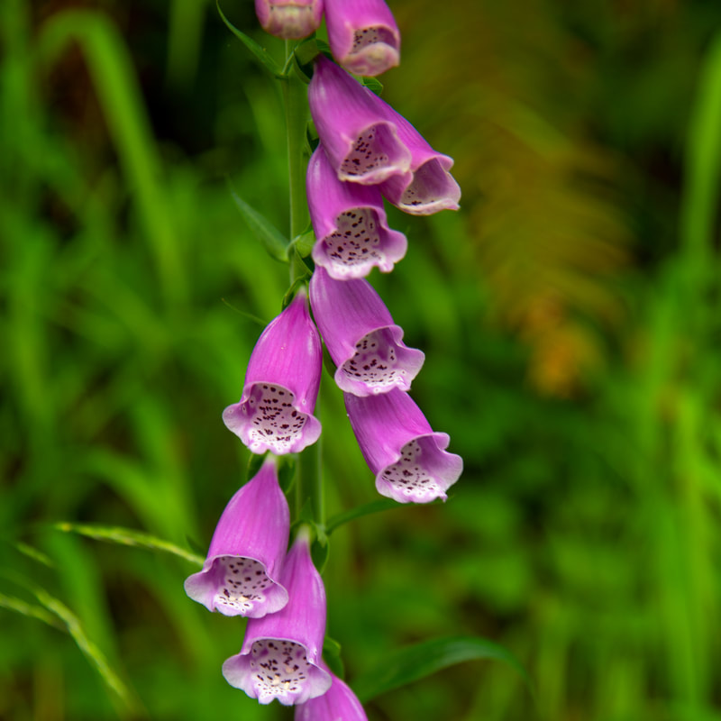 Foxglove Oregon wildflower