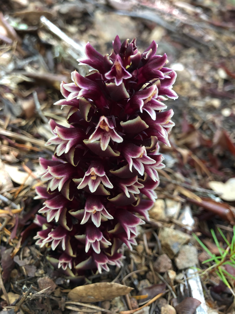 Ground cone Oregon wildflower