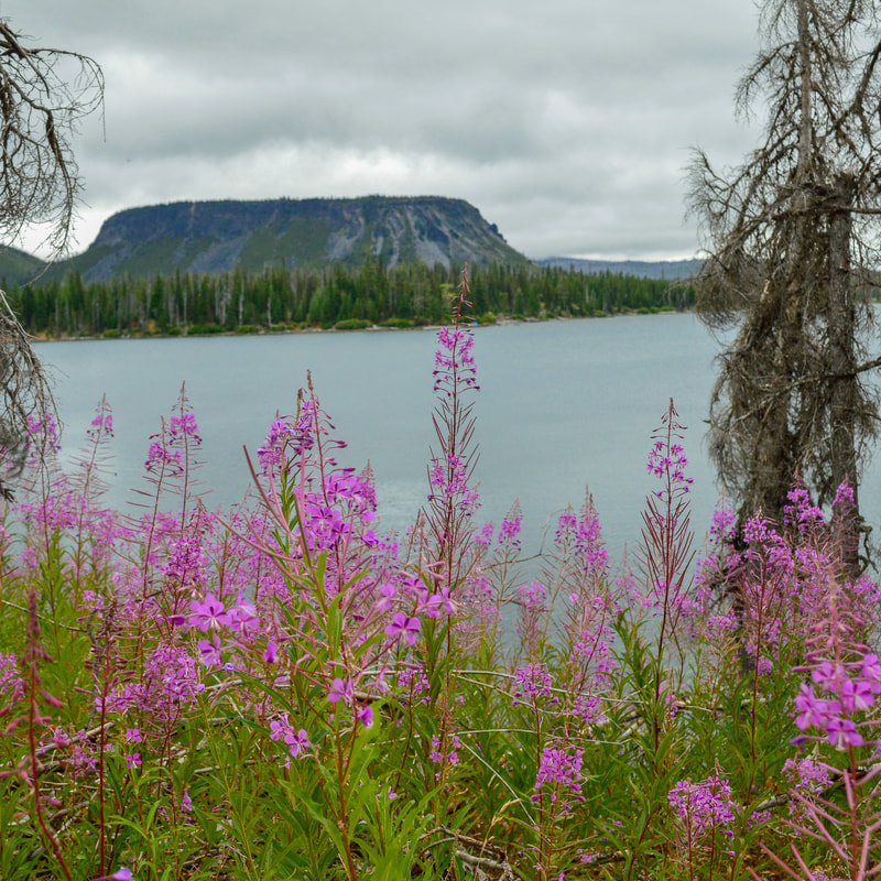 Hayrick Butte and fireweed