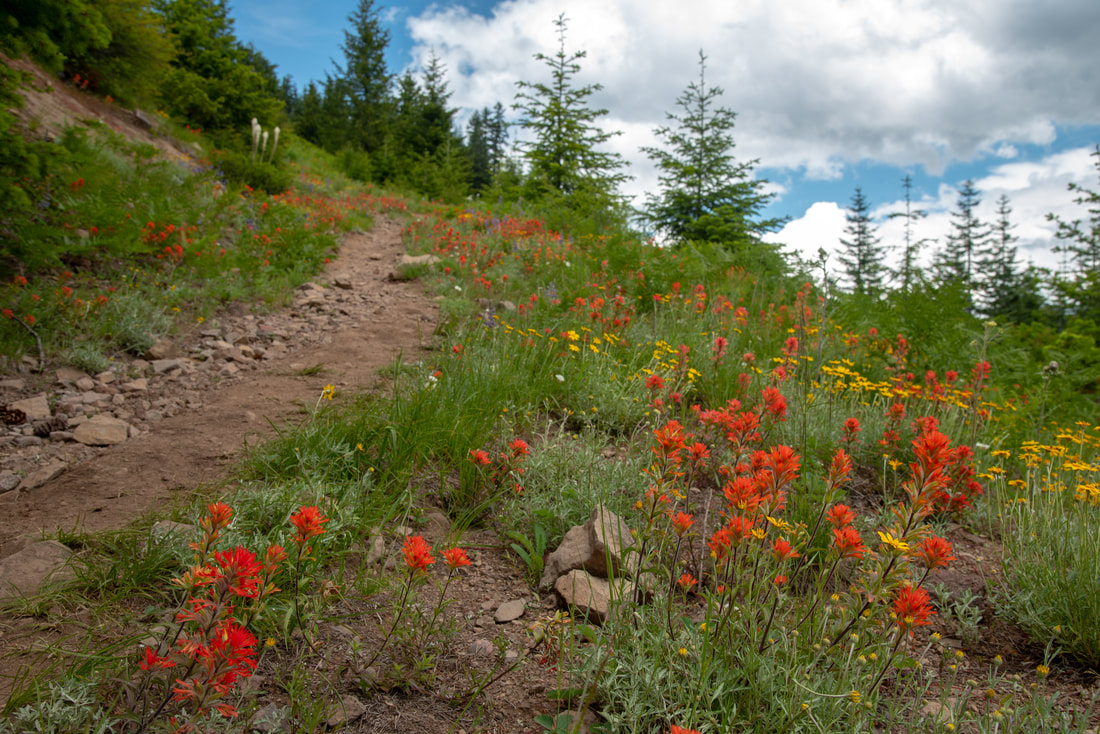 Indian Paintbrush wildflowers at Coffin Mountain