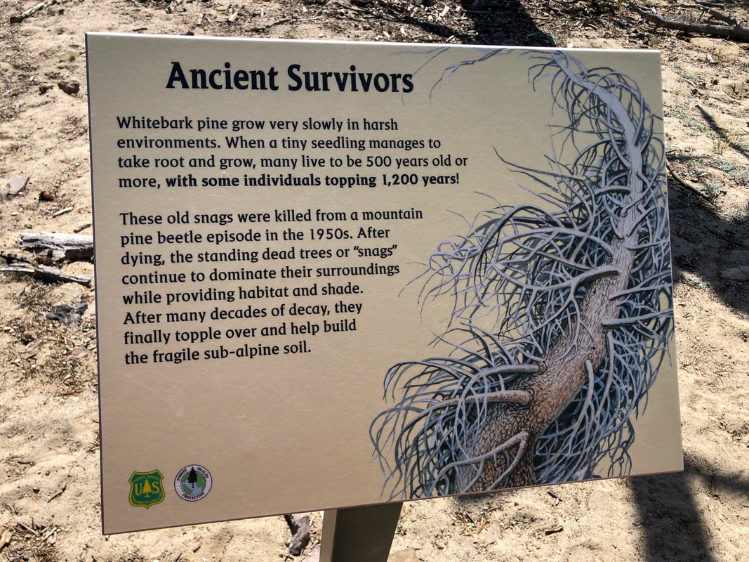 Informational signs along Paulina Peak Trail Ancient Survivors