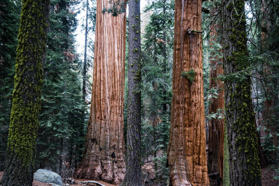Sequoia Redwood Trees