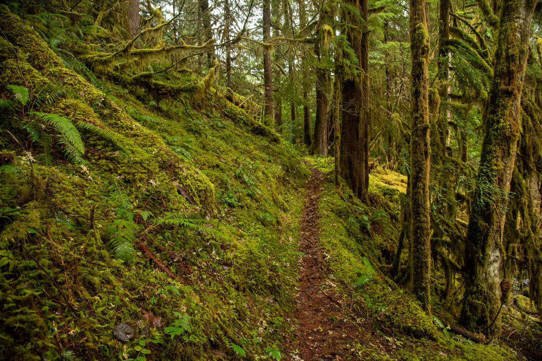 Larison Creek Trail covered in moss