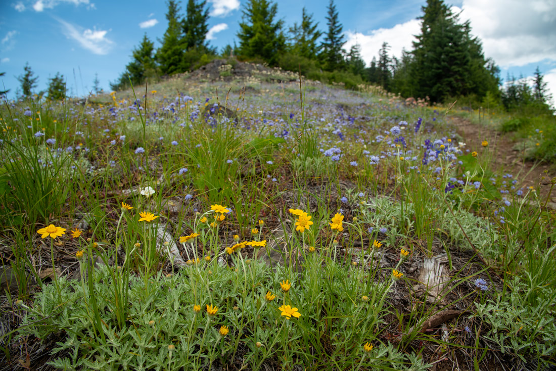 Larkspur and penstamon wildflowers at Coffin Mountain