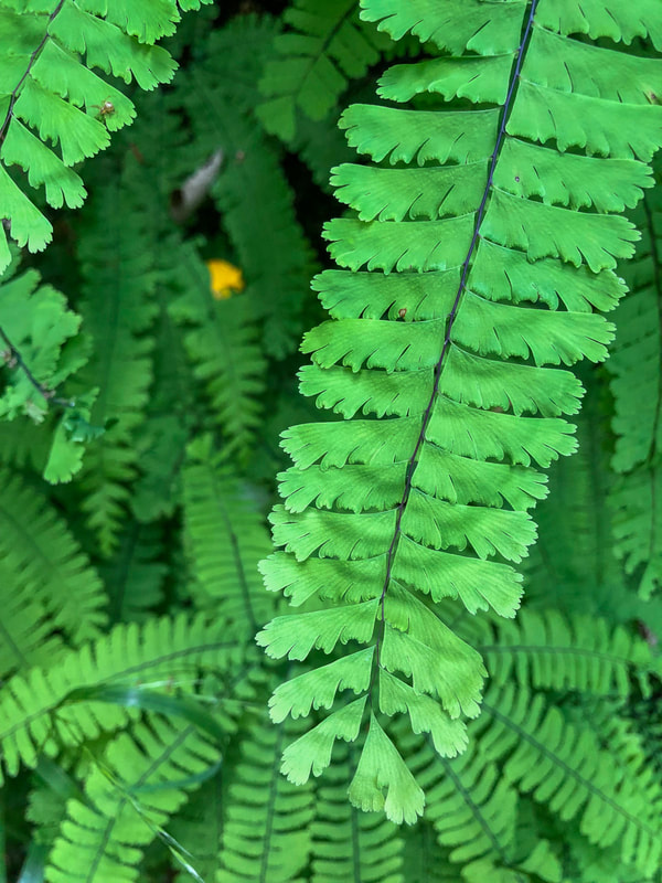 Maidenhair fern Beaver Creek Falls