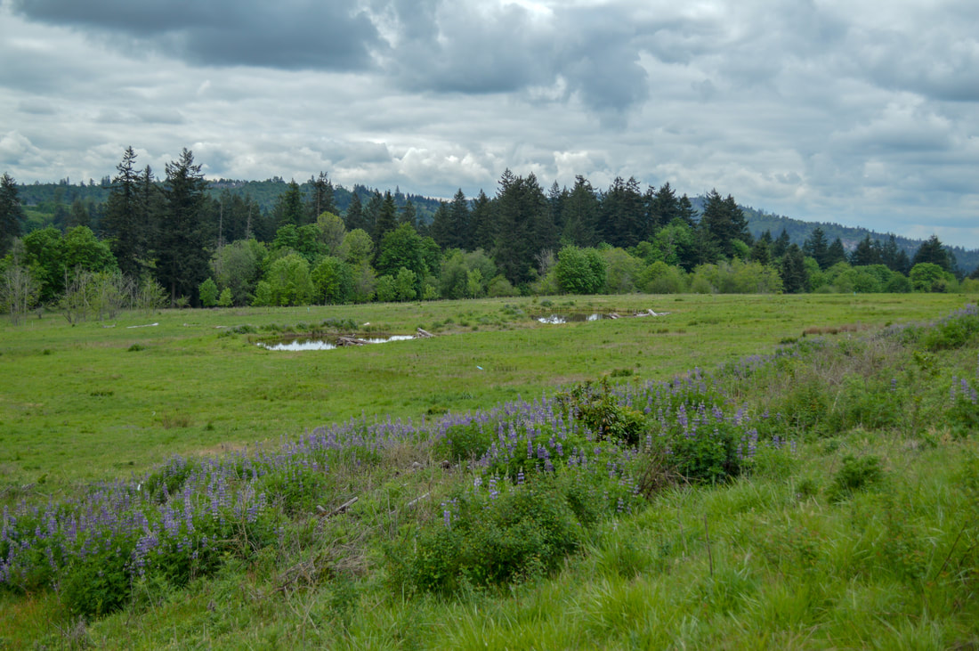 Meadows of Lupine at Powell Butte