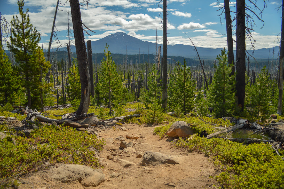 Mount Bachelor from the Pacific Crest Trail