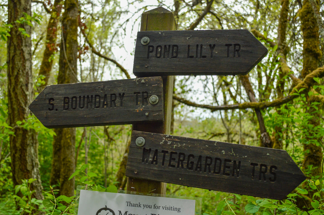 South Boundary trail split at Mt. Pisgah Arboretum