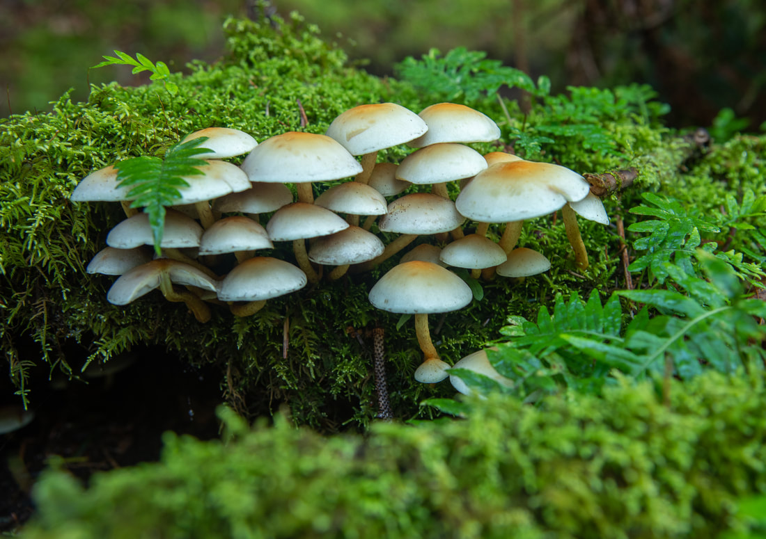 mushrooms along Cascade Head trail