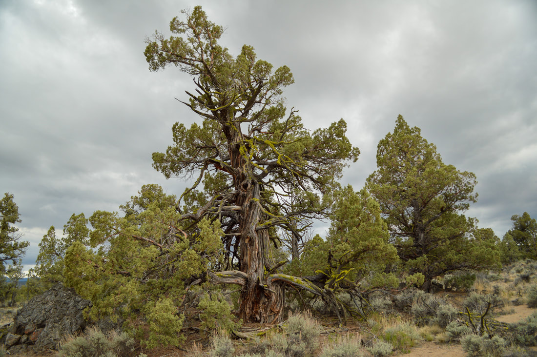 old juniper tree Oregon Badlands