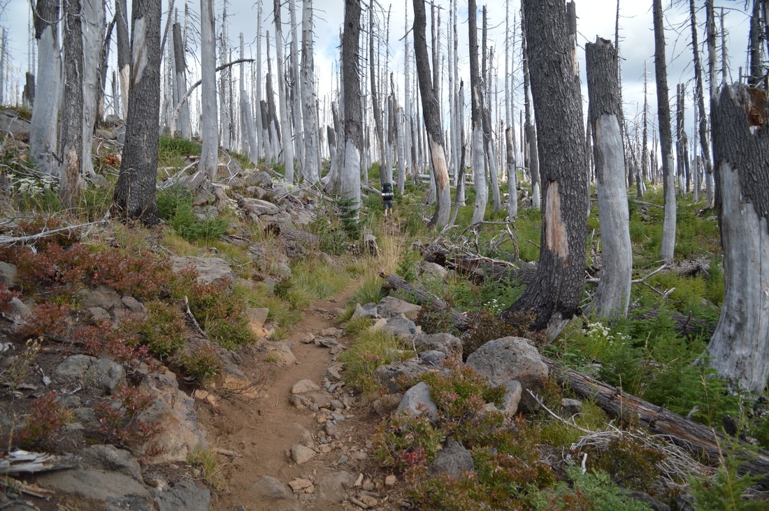 Pacific Crest Trail in the fall in Oregon