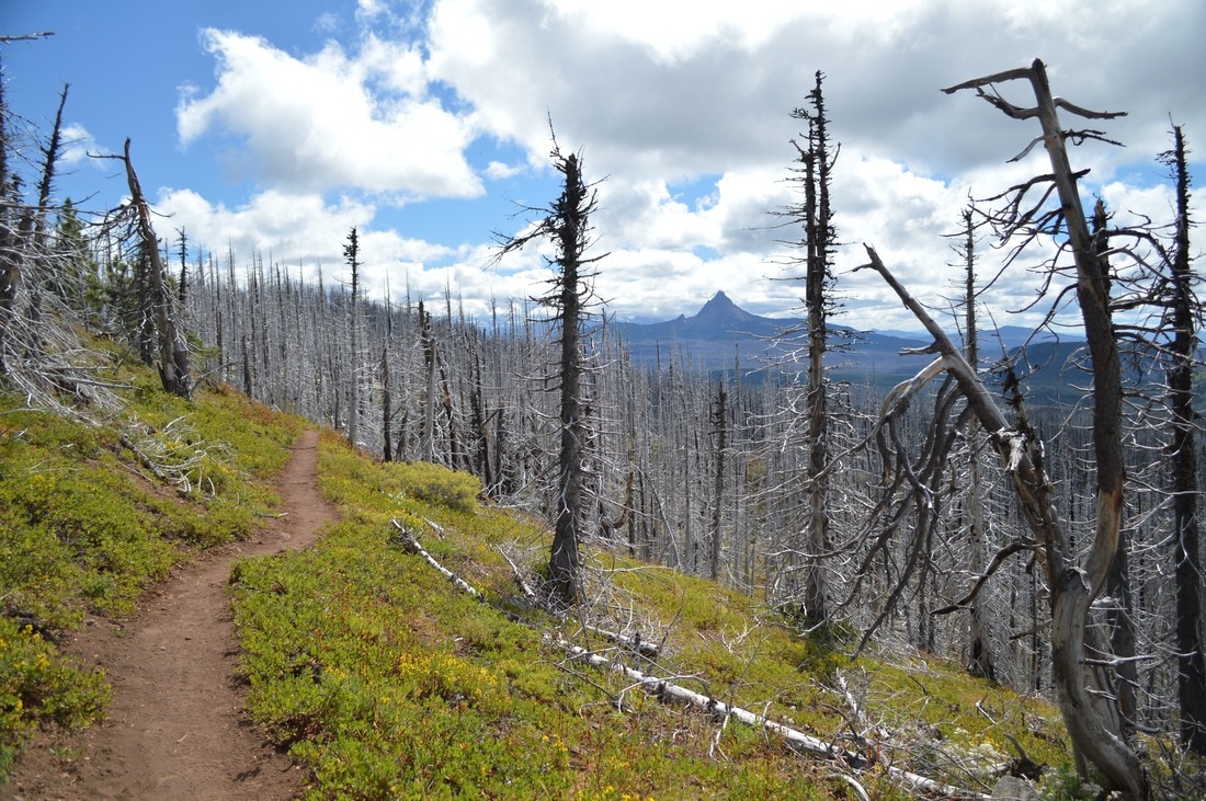 Pacific Crest Trail and Mt. Washington
