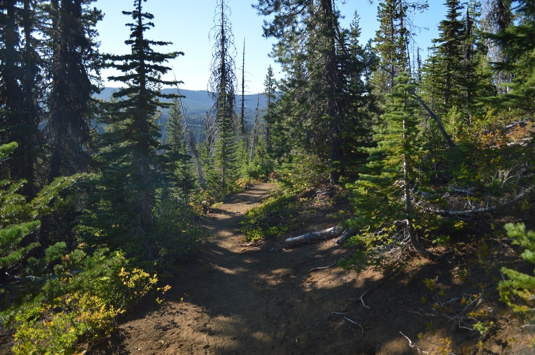 PCT up to Belknap Crater Pacific Crest Trail Oregon
