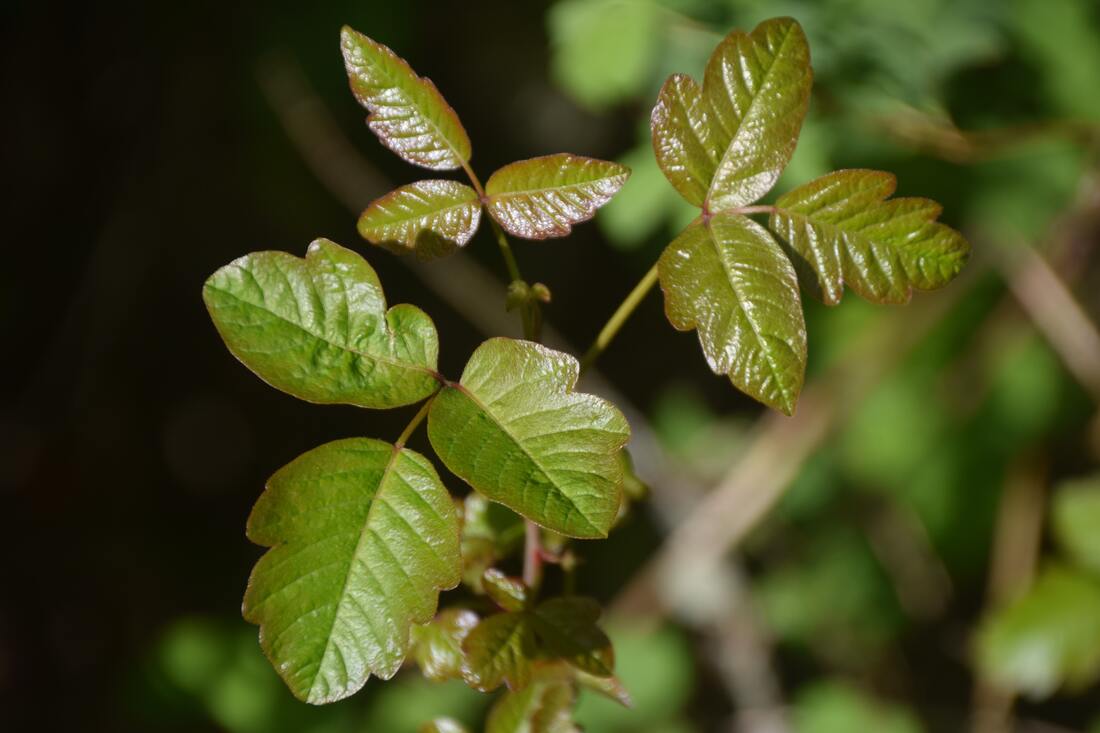 Poison oak leaves