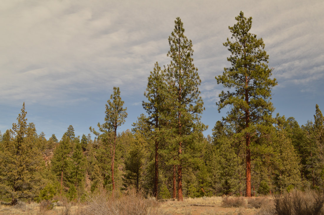 Ponderosa Pines at Riley Nature Preserve