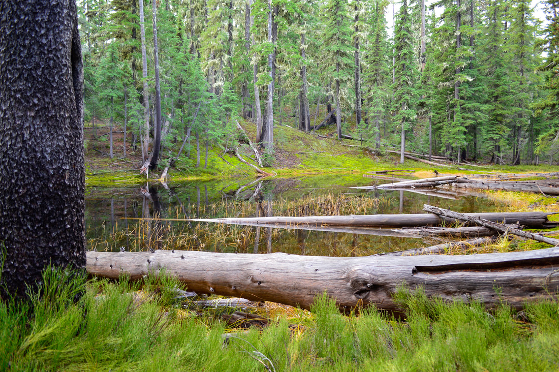 Ponds along the Meek Lake Trail