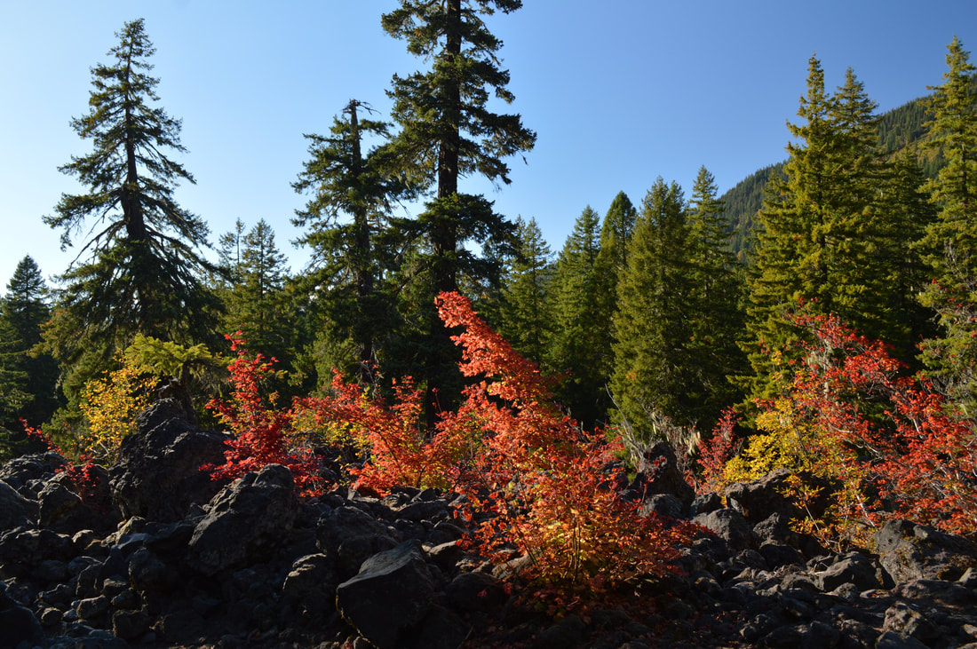 Proxy Falls Trail in the fall best fall hike in Oregon