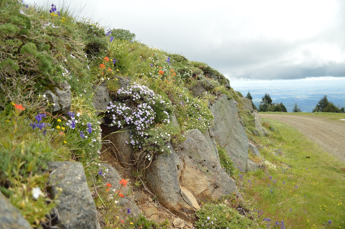 Mary's Peak summit wildflowers